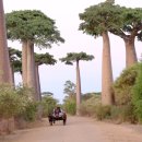 바오밥나무기타 이미지