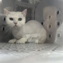 함께냥 전주점 이미지