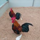 게임잉글리쉬 이미지