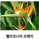 헬리코니아~구경하세요 이미지