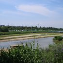 보강천 미루나무숲 이미지