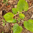 삼지목장 이미지