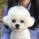 팝애니랩 | 강아지 알러지 검사 : 팝애니랩 127종 후기