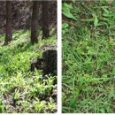 들풀 비빔밥 이미지