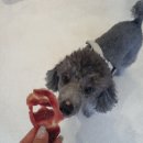 왈왈시즈닝 이미지