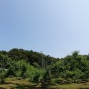 도향 이미지
