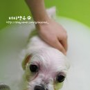 퍼피앤유 이미지
