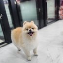 몽이 애견샵 이미지