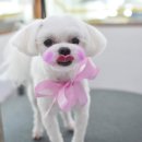 빛나펫살롱 이미지