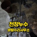 곰팡이사무소