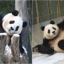 데굴데굴 이미지