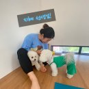 [반려견과 함께하는 요가 후기] 종로구 인조이 과수원 요가원 / 도그 요가(도가) 후기