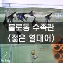 젊은열대어 이미지