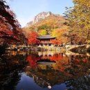 단풍