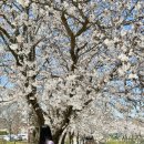 외암로 | [충남/아산] 봄나들이명소 "외암민속마을" 주말방문후기(feat.파전)