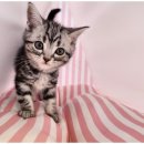 강아지와고양이 이미지