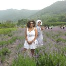 사라실 라벤더 단지 이미지