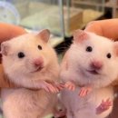미니펫스쿨(Minipet School) 네이버블로그