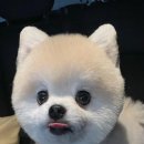 케이피드 이미지