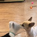 동물보육원 안산지부 이미지