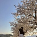 금강 | 전북·충남 | 벚꽃 드라이브 코스, 익산 만경강 → 군산 나포 → 서천 금강하구둑