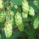 홉(HOP) Daum카페