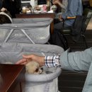 삼방공원 | 모나크 비스트로 브런치 메뉴 추천 애견동반 내돈내산 삼방문 후기