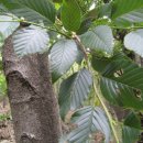 오리나무 이미지