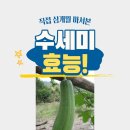 은혜건강원 | 수세미 효능 즙으로 짜서 비염 세달 먹어본 후기