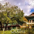 호두나무 이미지