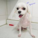 마티애견 이미지