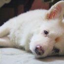 야당동물병원 이미지