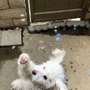 영국동물병원 이미지