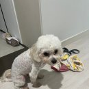 유미 펫 | 유미펫 물없는 샴푸 &amp; 칫솔 후기 :)