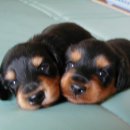 귀여워 강아지 이미지