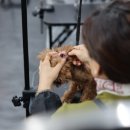 고려애견 이미지