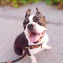 공감애견학교 유치원,호텔 이미지