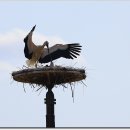 황새둥지 이미지