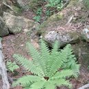 설악산 십이선녀탕 계곡 [복숭아탕&amp;응봉폭포] 이미지