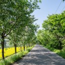 이팝나무길 이미지