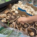 섬나라하얀집 | 뉴질랜드 여행기 3탄 - 출발, NZeTA, 입국심사, 그리고 오클랜드의여유로운 풍경