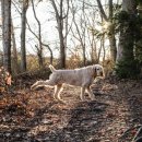 똥싼 강아지 이미지