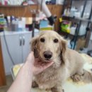 폼나개이뿌개 이미지