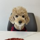 HoEat(호잇) | 아이디어스 강아지 케이크 추천 [ 호잇 ] 미니 케이크 내돈내산 후기