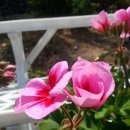 동백나무집 이미지