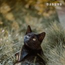 한호동물병원 이미지