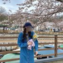 구미천사유치원 | [구미/벚꽃] 금오산 벚꽃 축제 후기, 4월 봄 코디 정보 공유 1탄