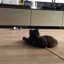 교리우동 이미지