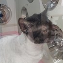 이쁘냥 고양이미용실 서대문점 이미지