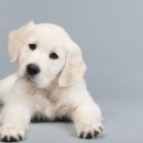 백꽃사랑하이빛 이미지